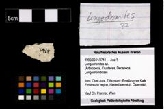 Foto (Objekt + Etiketten) von Longodromites sp. 